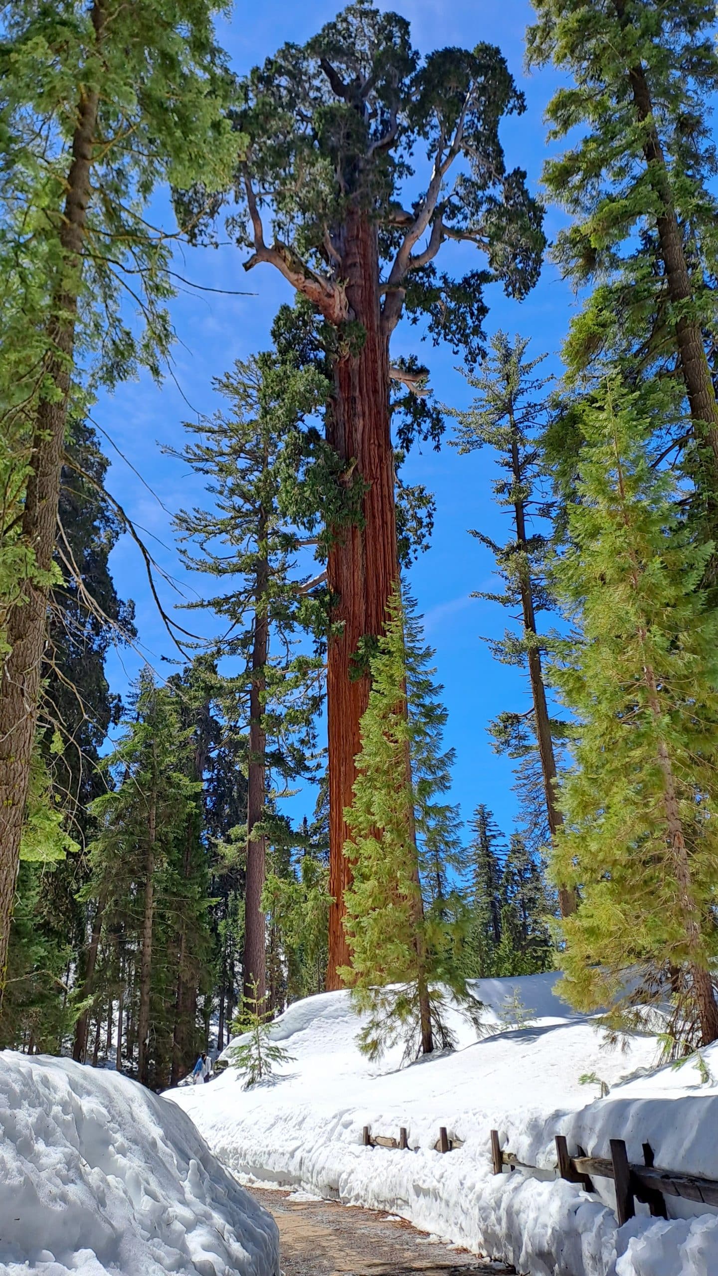 Grant Grove mit Schnee im Kings Canyon Nationalpark