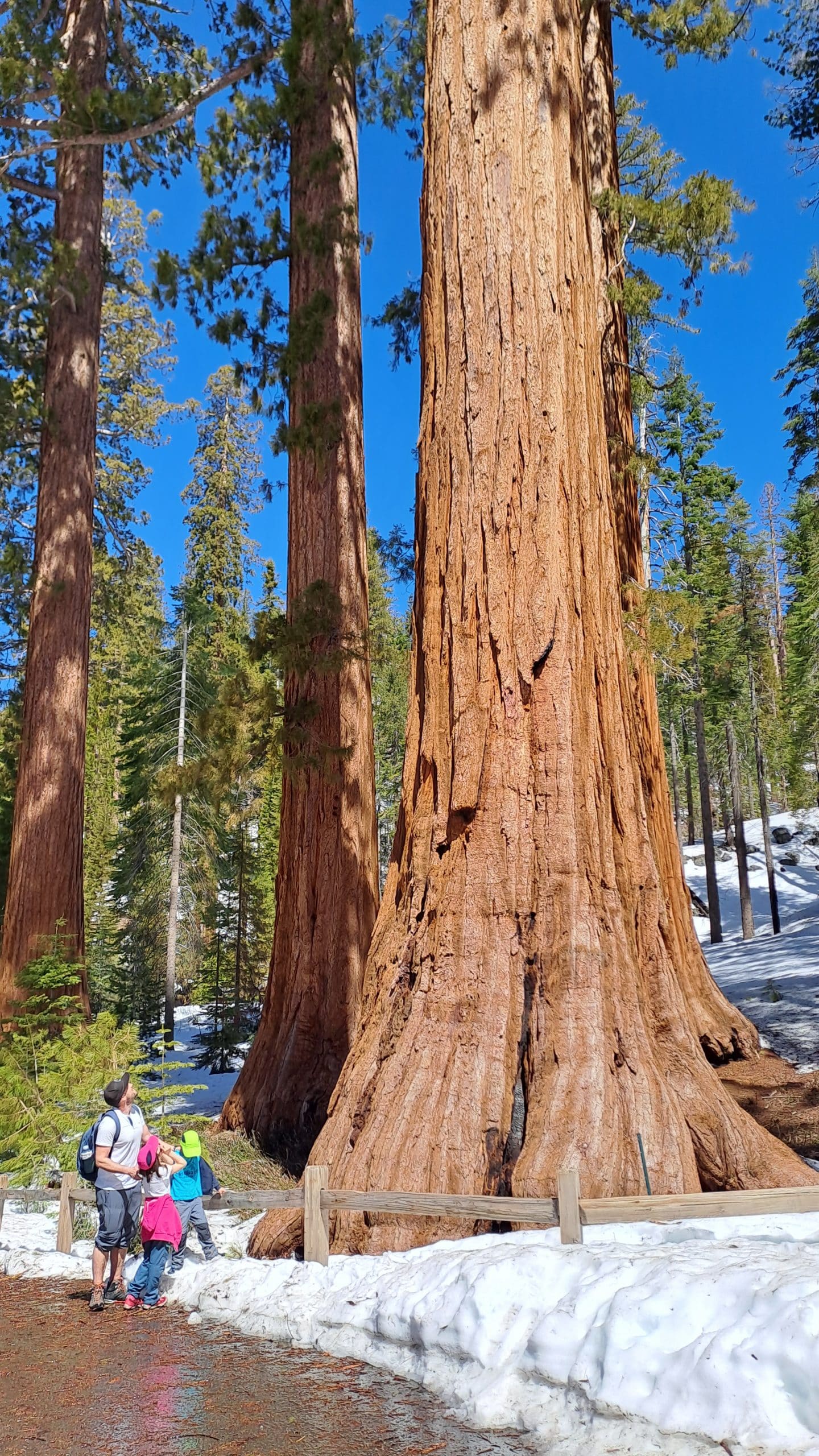 Mariposa Grove mit Schnee im Yosemite Nationalpark