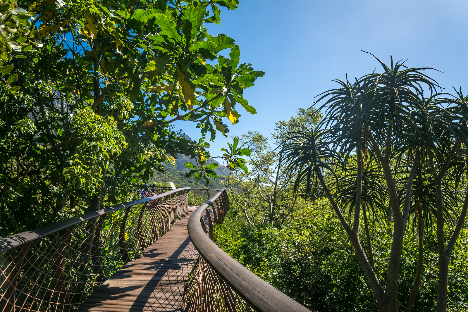 Kirstenbosch National Botanical Garden