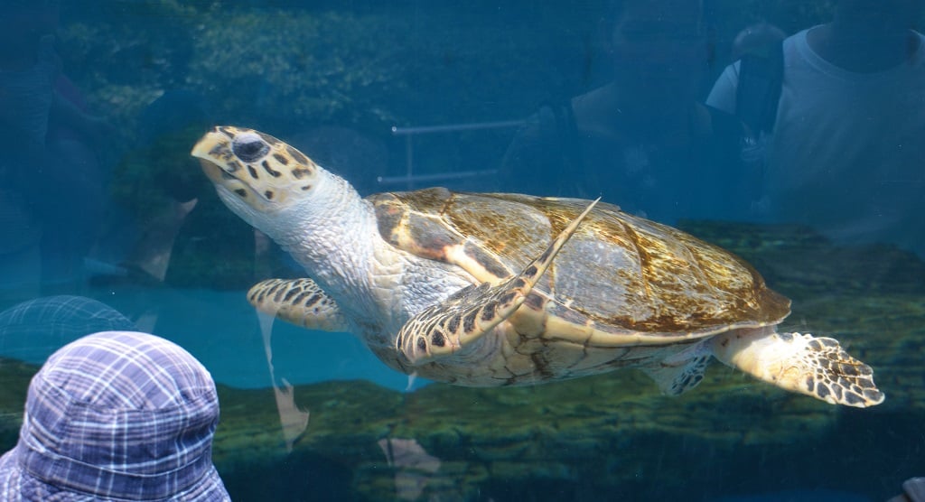Mallorca mit Kindern | Palma Aquarium