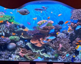 Monterey Bay Aquarium - Alle Infos zum Besuch