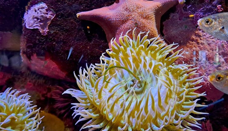 Seeanemone und Seestern