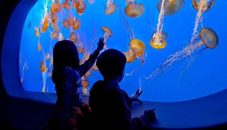 Quallen Monterey Bay Aquarium