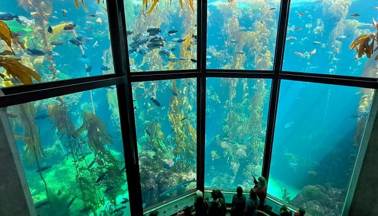 Kelpwald