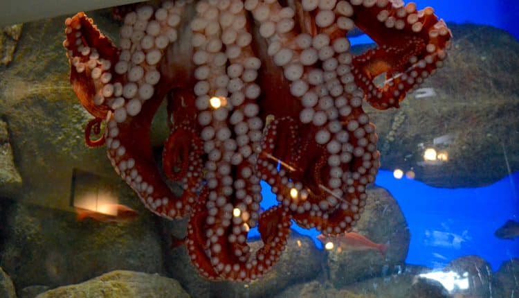 Riesenkraken