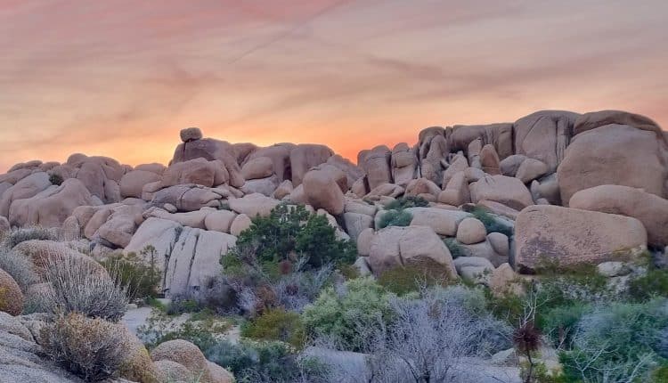 Joshua Tree