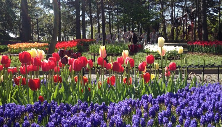 Tulpenfest