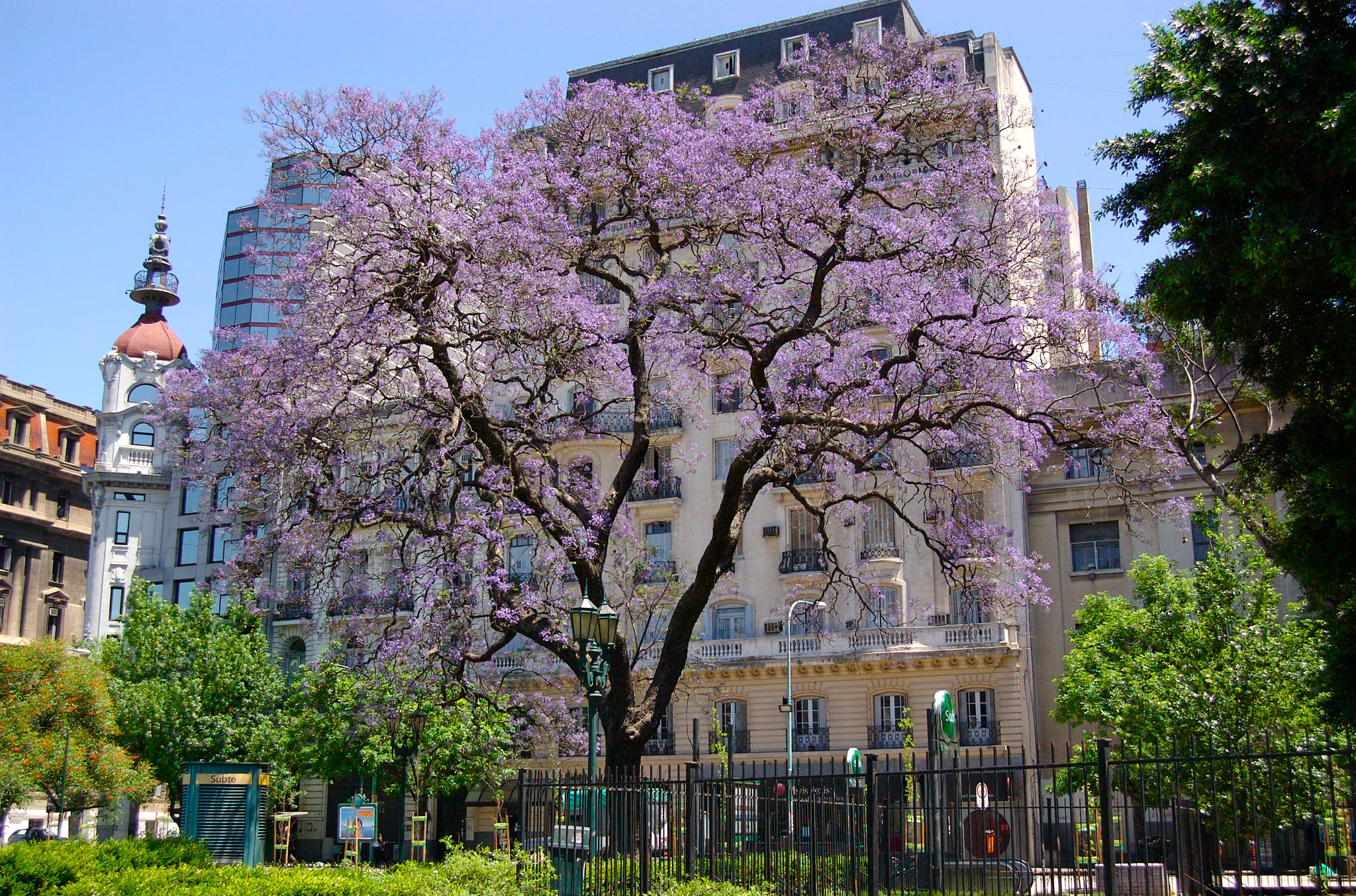 Beste Reisezeit Buenos Aires Jacaranda Blüte