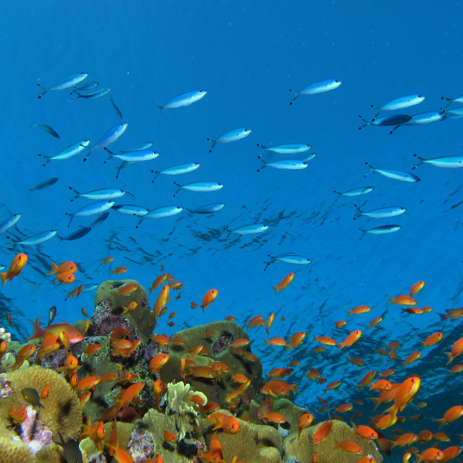 Elphinstone Reef